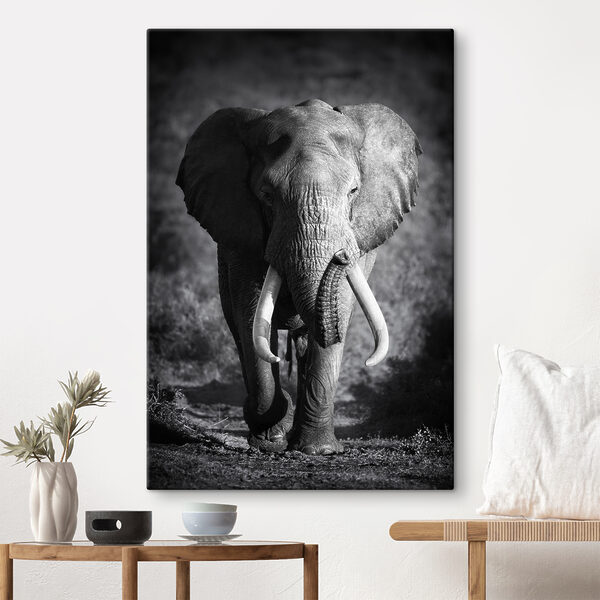 Un elefant cu colți care merge Tablouri Un elefant cu colți care merge