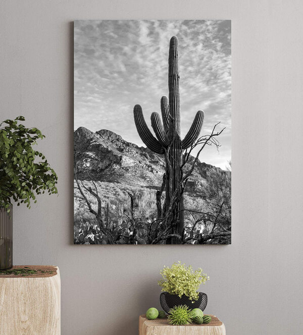 Cactus în deșert Tablouri Cactus în deșert
