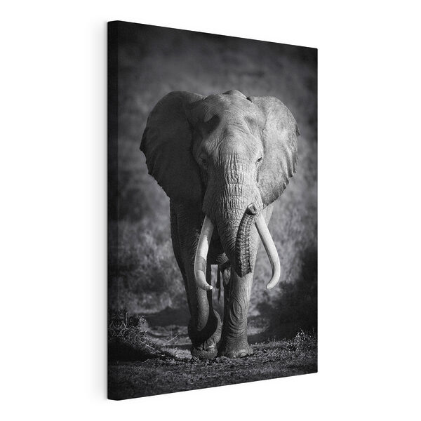 Tablou pe pânză Un elefant cu colți care merge