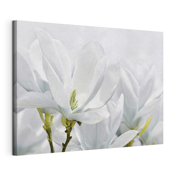 Tablou pe pânză Magnolia albă înflorește primăvara