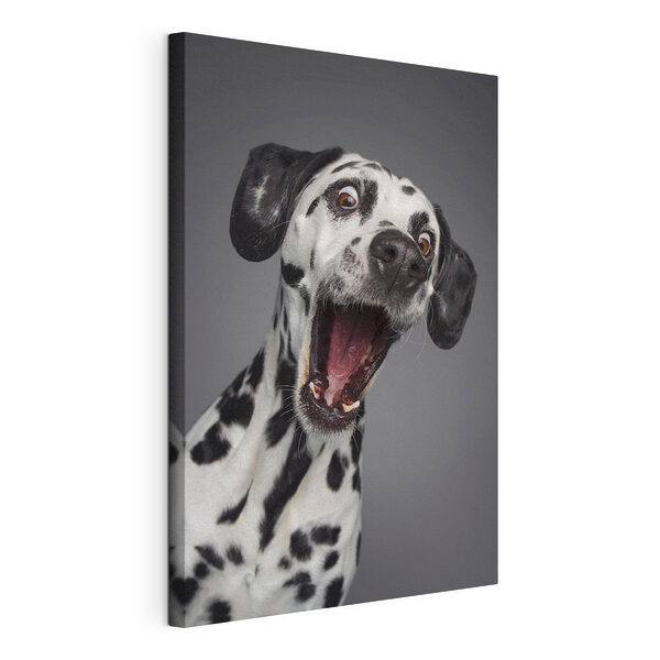 Tablou pe pânză Tablou pe pânză Dalmațian surprins cu ochii mari! (SKU: s37752)
